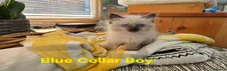 Ragdoll cats for sale: Beautiful Ragdoll kittens - Advert 9