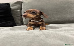Miniature Dachshund dogs for sale: Chocolate & Tan Miniature Dachshund Puppies - Advert 9
