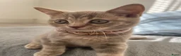 British Shorthair cats for sale: 🐾 GCCF Registered British Shorthair Kittens  - Advert 4