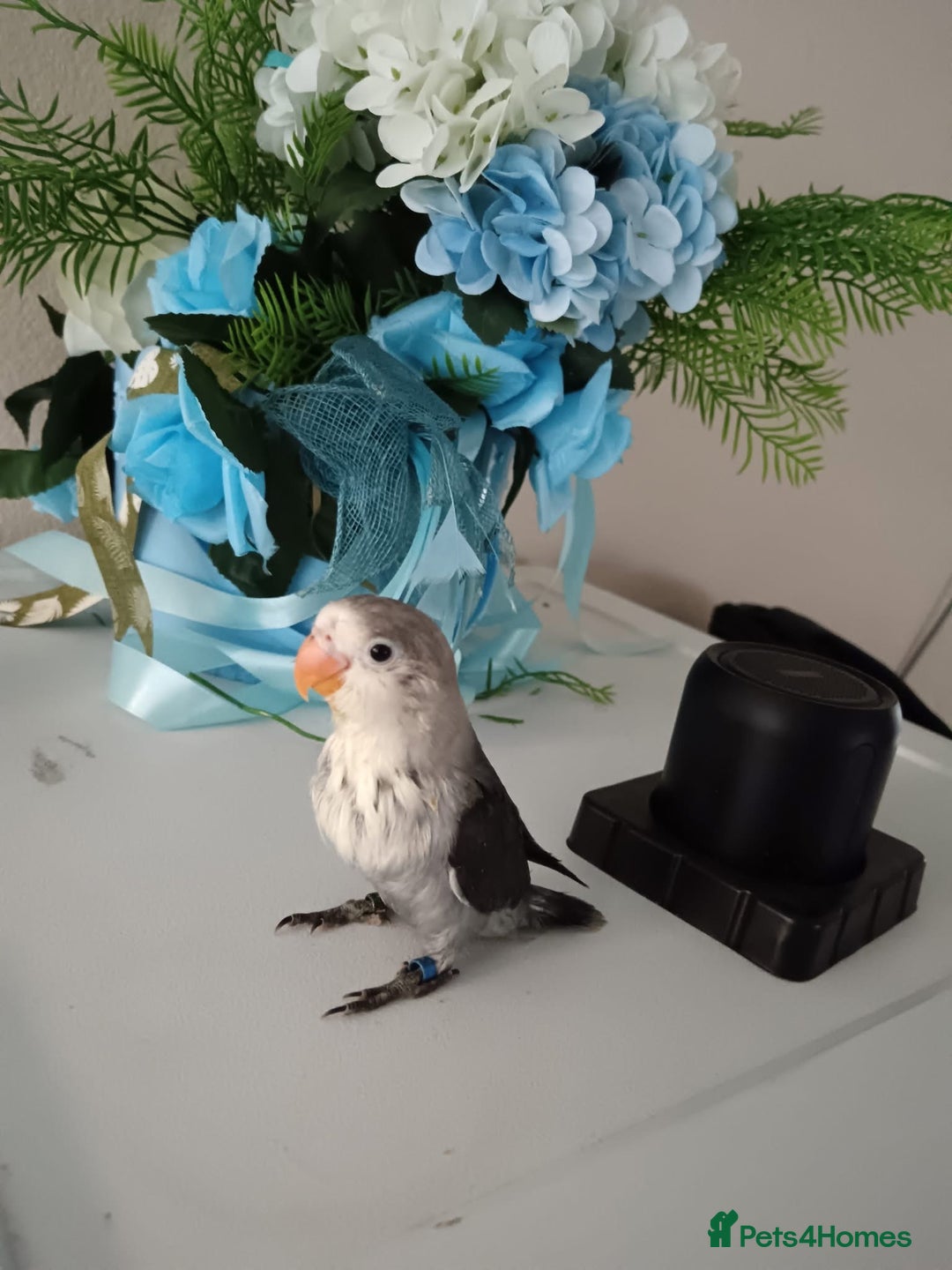Lovebirds birds for sale: Handfed - tame lovebird babies - Image 5