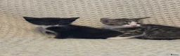 Mixed Breed cats for sale: Kittens  - Advert 3