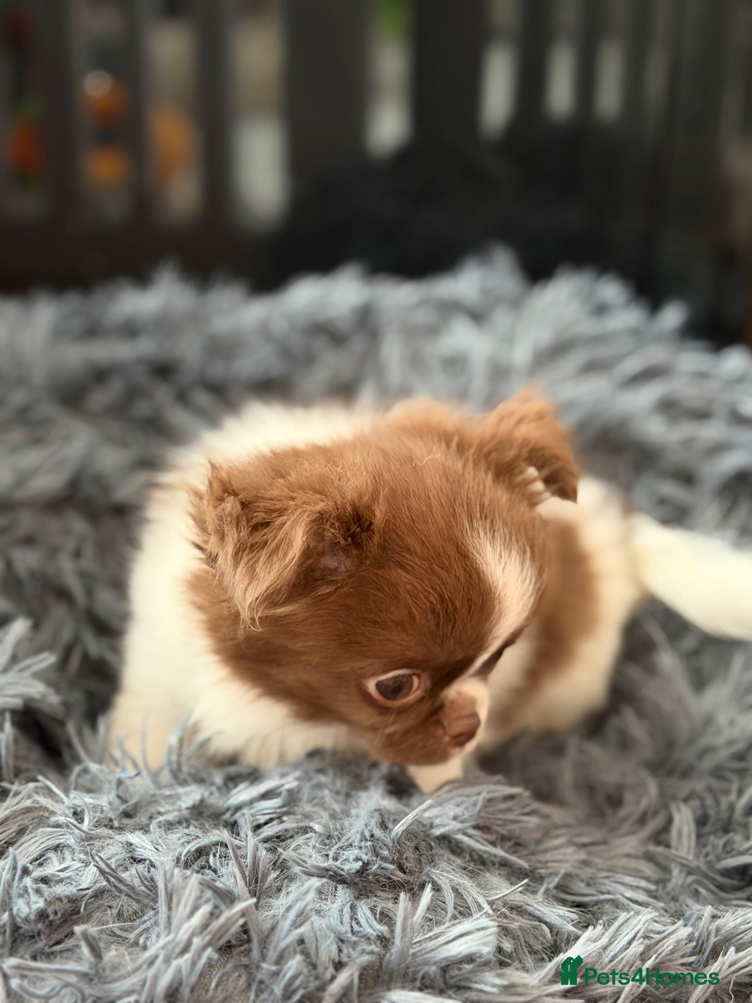 Chihuahua dogs KC registered long coat chihuahua boy  - Advert 2