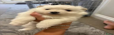 Pomeranian 1