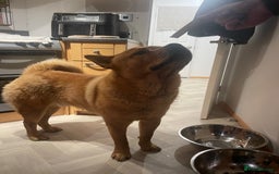 Mixed Breed dogs for sale: Chow chow cross Rottweiler  - Image 3