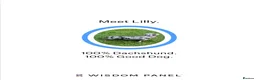 Miniature Dachshund dogs for sale: Miniature Dachshund puppies  - Advert 26