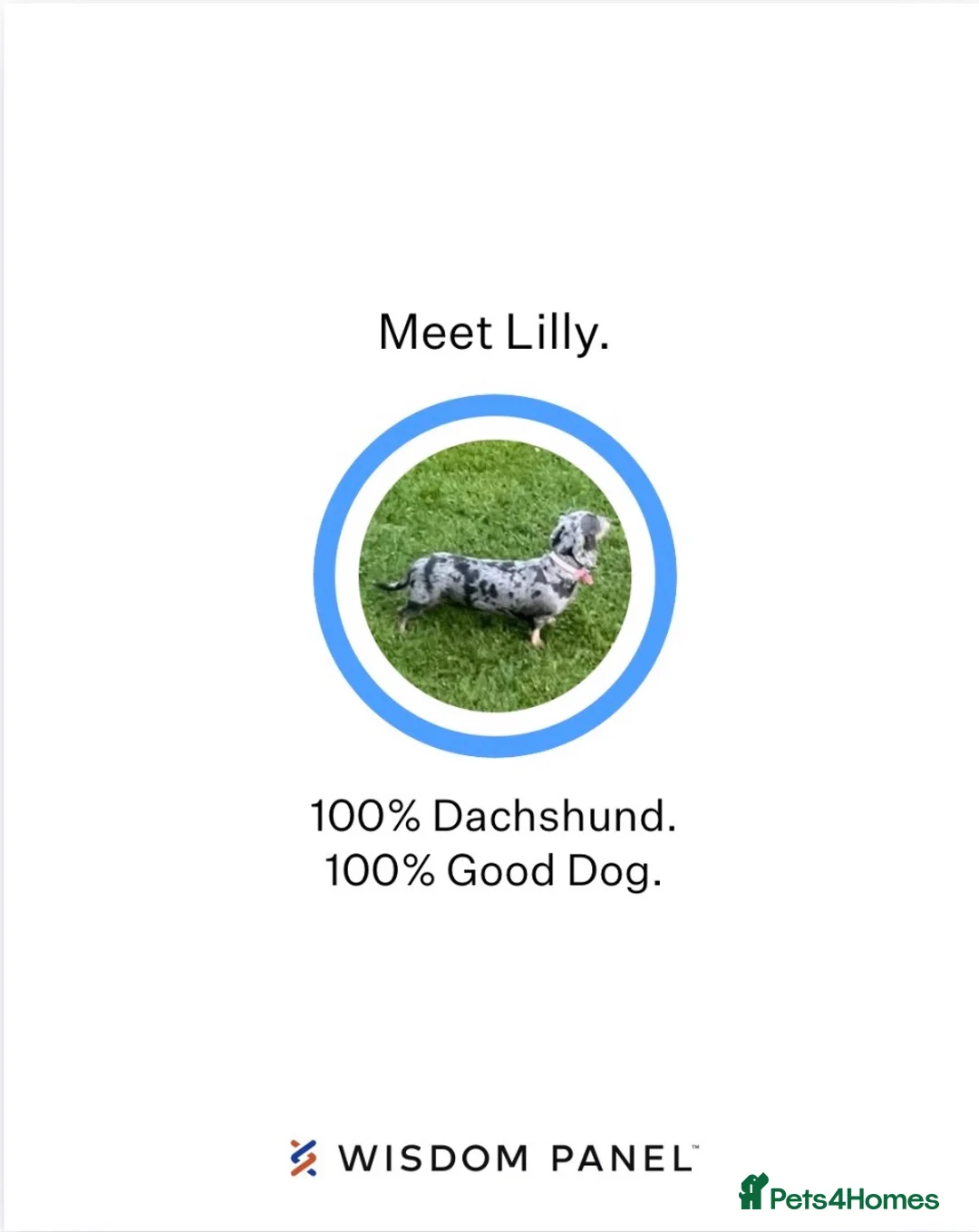 Miniature Dachshund dogs for sale: Miniature Dachshund puppies  - Advert 26