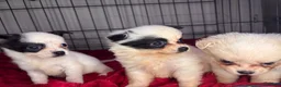 Pomchi dogs for sale: Pomchi puppy’s  - Advert 2