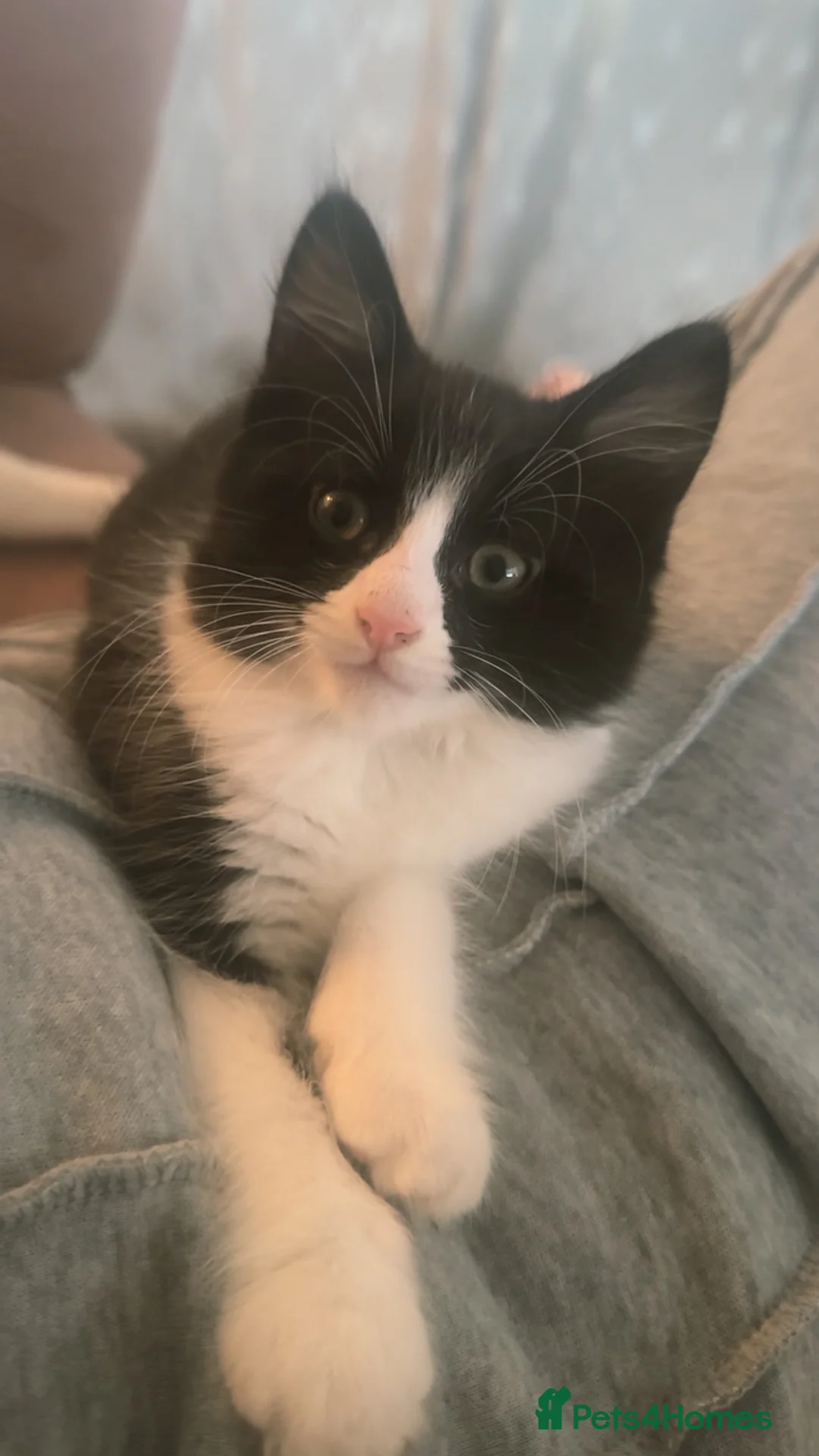 Mixed Breed cats for sale: Tuxedo ghost tabby  - Advert 7