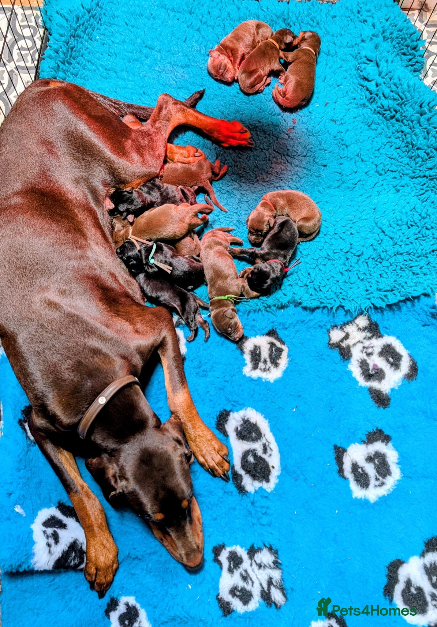 Dobermann dogs KC REGISTERED DOBERMANN PUPS – EXCEPTIONAL LITTER - Advert 2