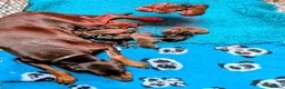 Dobermann dogs for sale: KC registered Dobermann pups - Advert 8
