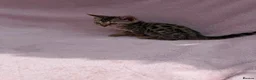 Bengal cats for sale: 🐆✨Outstanding TICA Registered Bengal cubs  ✨🐆 - Advert 34