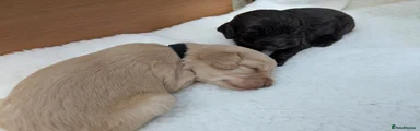 Cockapoo 3