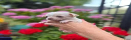 Chihuahua dogs for sale: All puppies sold 🩵🐾 - Advert 28