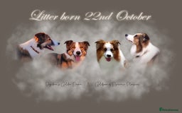 Border Collie dogs for sale: **Rare sable and white Border Collie puppies.** - Image 1