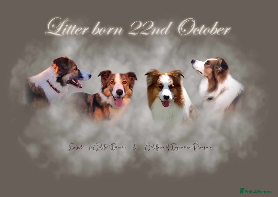 Border Collie dogs for sale: **Rare sable and white Border Collie puppies.** - Image 1