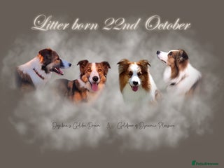 Border Collie dogs for sale - Advert 1