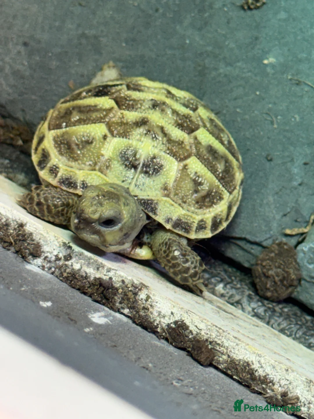 Tortoise reptiles for sale: Horsefield Tortoise - Advert 1