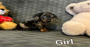 Miniature Dachshund dogs - Advert 10
