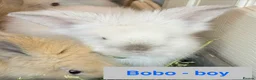 Lionhead rabbits for sale: Double Maned Lionheads Babies - Advert 3