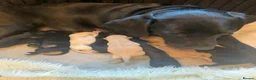 Labrador Retriever dogs for sale: 5 Labrador puppies 2 male 3 female - Advert 23