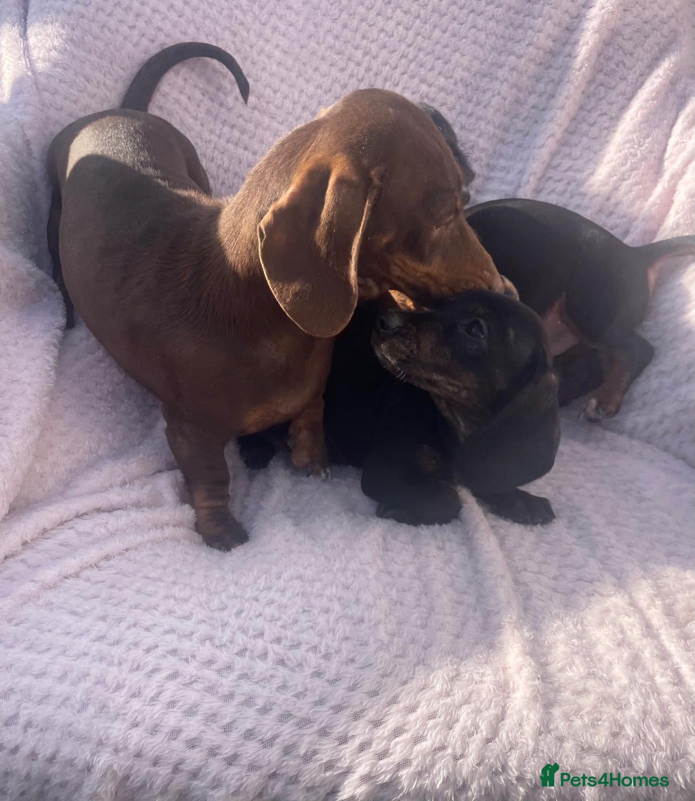 Miniature Dachshund dogs Miniature dachshund  - Advert 9