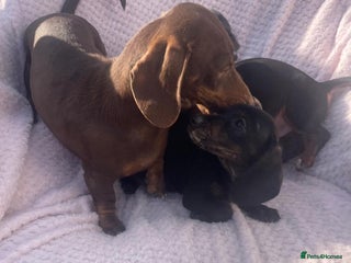 Miniature Dachshund dogs Miniature dachshund - Advert 9