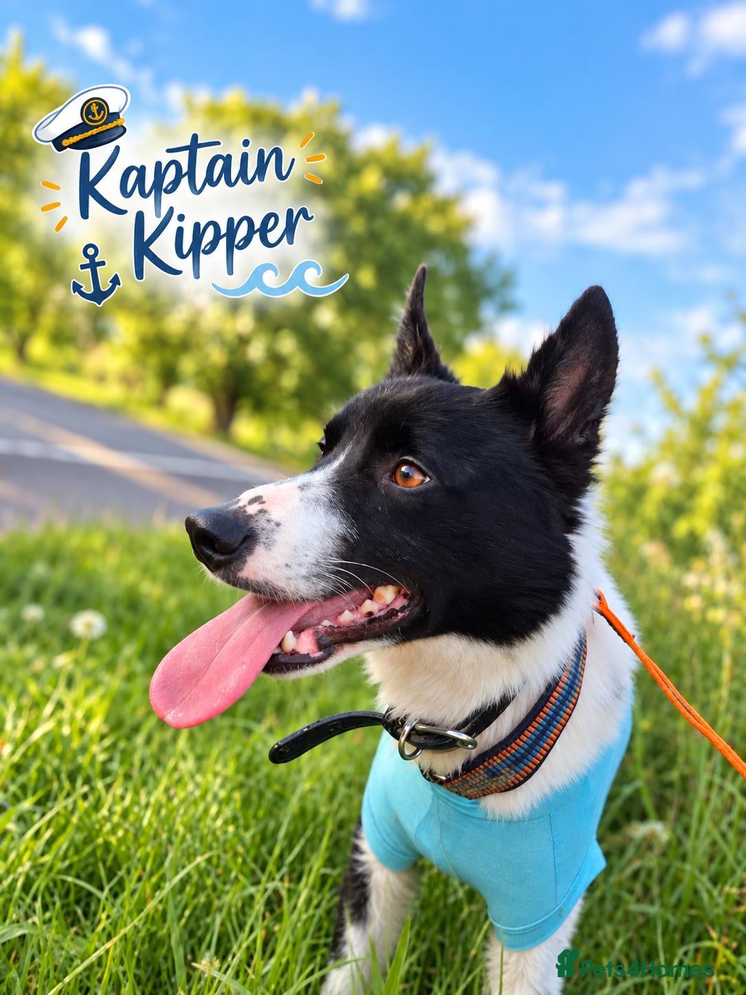 Border Collie dogs KaptainKipper-intelligent,energetic,loving,4Yrs♂️  - Advert 1