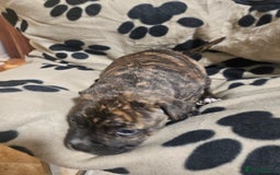 Mixed Breed dogs for sale: Mixed breed puppies - Advert 7