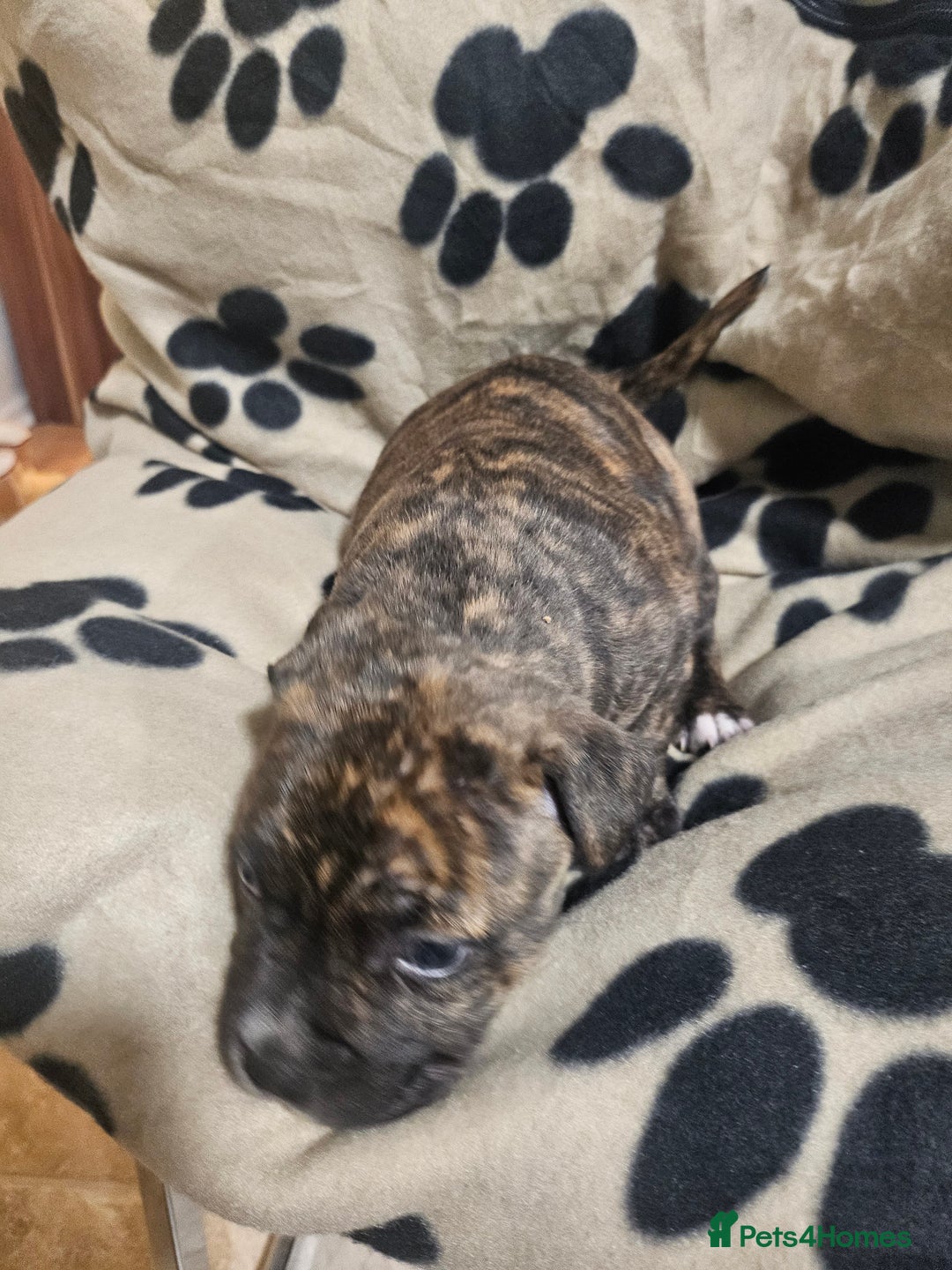 Mixed Breed dogs for sale: Mixed breed puppies - Advert 7