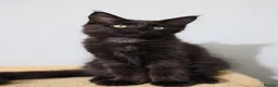 Maine Coon cats for sale: Maine Coons ready now - Advert 17
