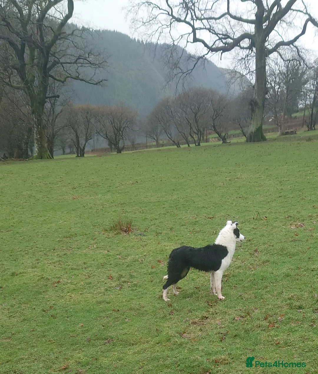 Border Collie dogs for sale: Border collie female for sale  - Advert 1