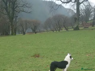 Border Collie dogs Border collie female for sale - Advert 1