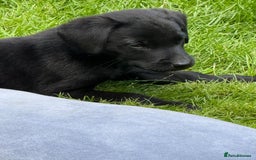 Labrador Retriever dogs for sale: KC registered working strain Labrador puppies - Image 4