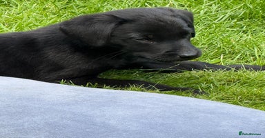Labrador Retriever dogs - Advert 1