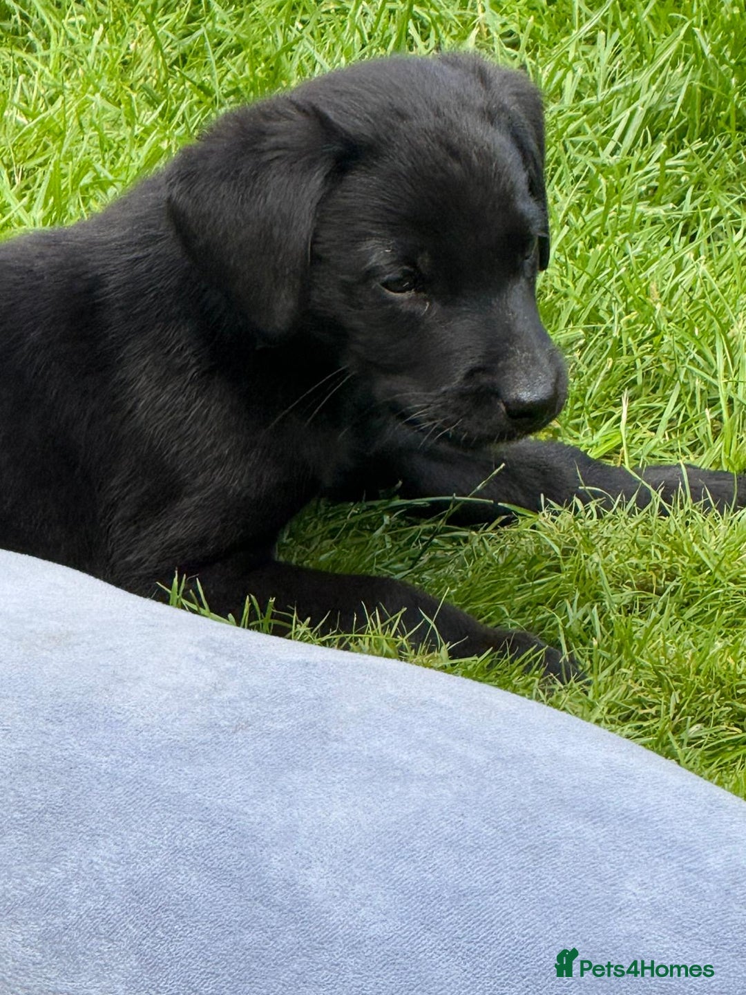 Labrador Retriever dogs for sale: KC registered working strain Labrador puppies - Image 4