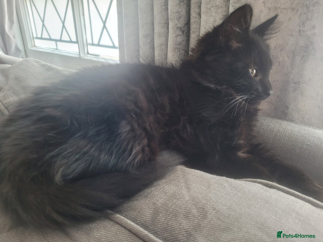 Ragdoll cats for sale: 2 Gorgeous Ragdoll/Bengal boys - Image 4