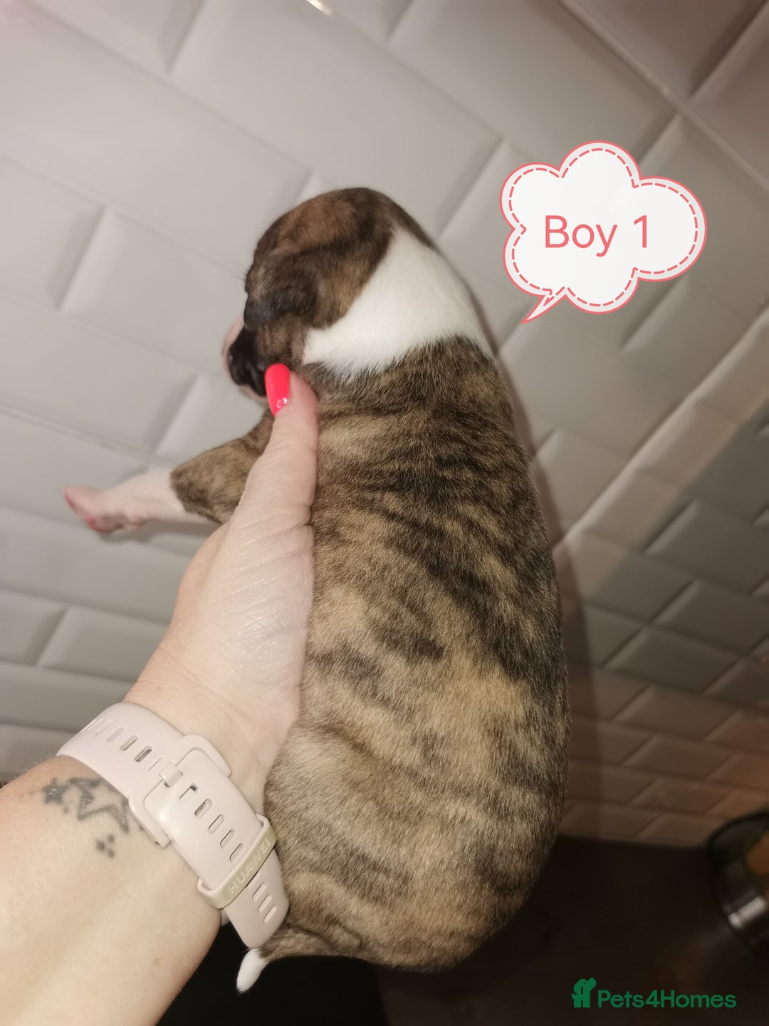 Whippet dogs for sale: Lovely petite whippets for sale  - Image 17