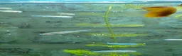 Danios fish for sale: 10 Pearl Danio albolineatus - Advert 3
