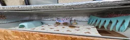 Guinea Pig rodents for sale: Swedish teddy Guinea Pig brothers in Newcastle upon Tyne - Advert 4