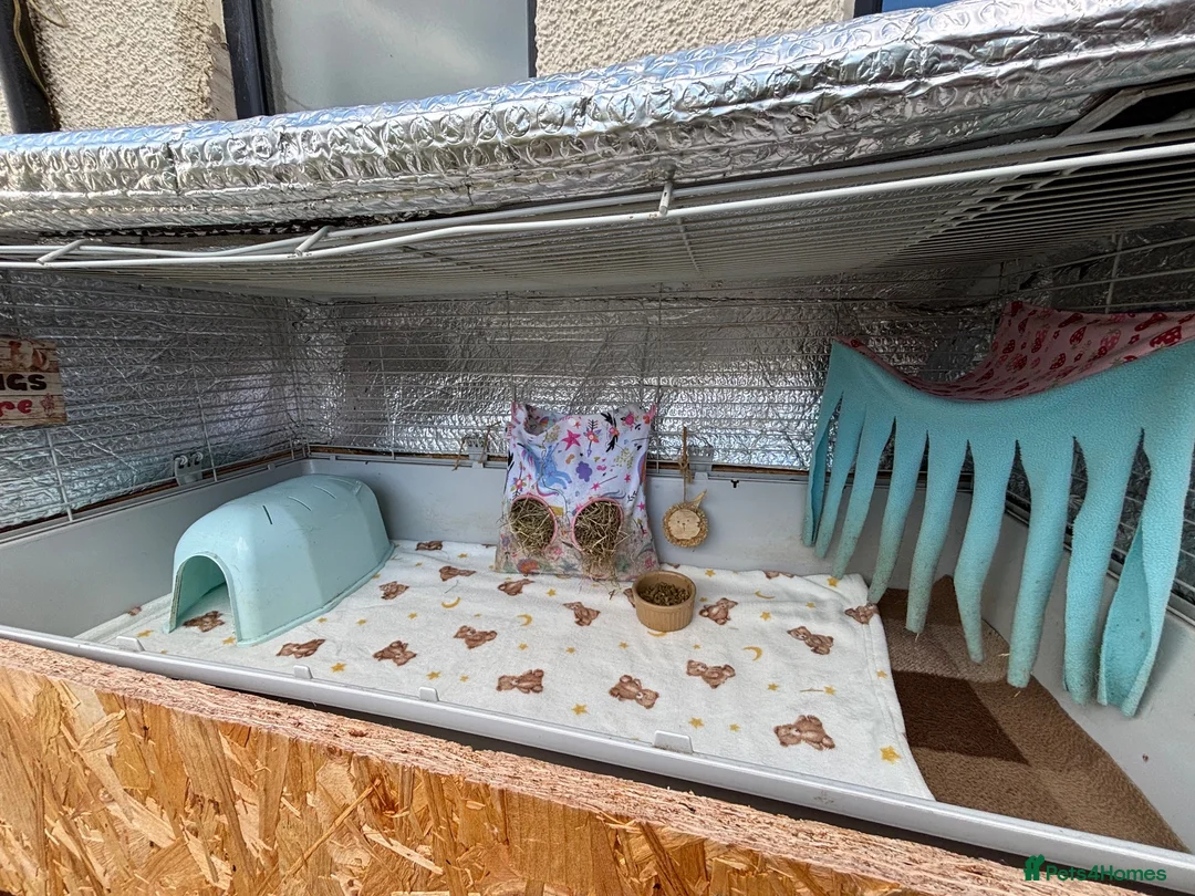 Guinea Pig rodents for sale: Swedish teddy Guinea Pig brothers in Newcastle upon Tyne - Advert 4
