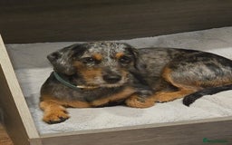 Mixed Breed dogs for sale: 20 month old Daschund cross for forever home - Image 5