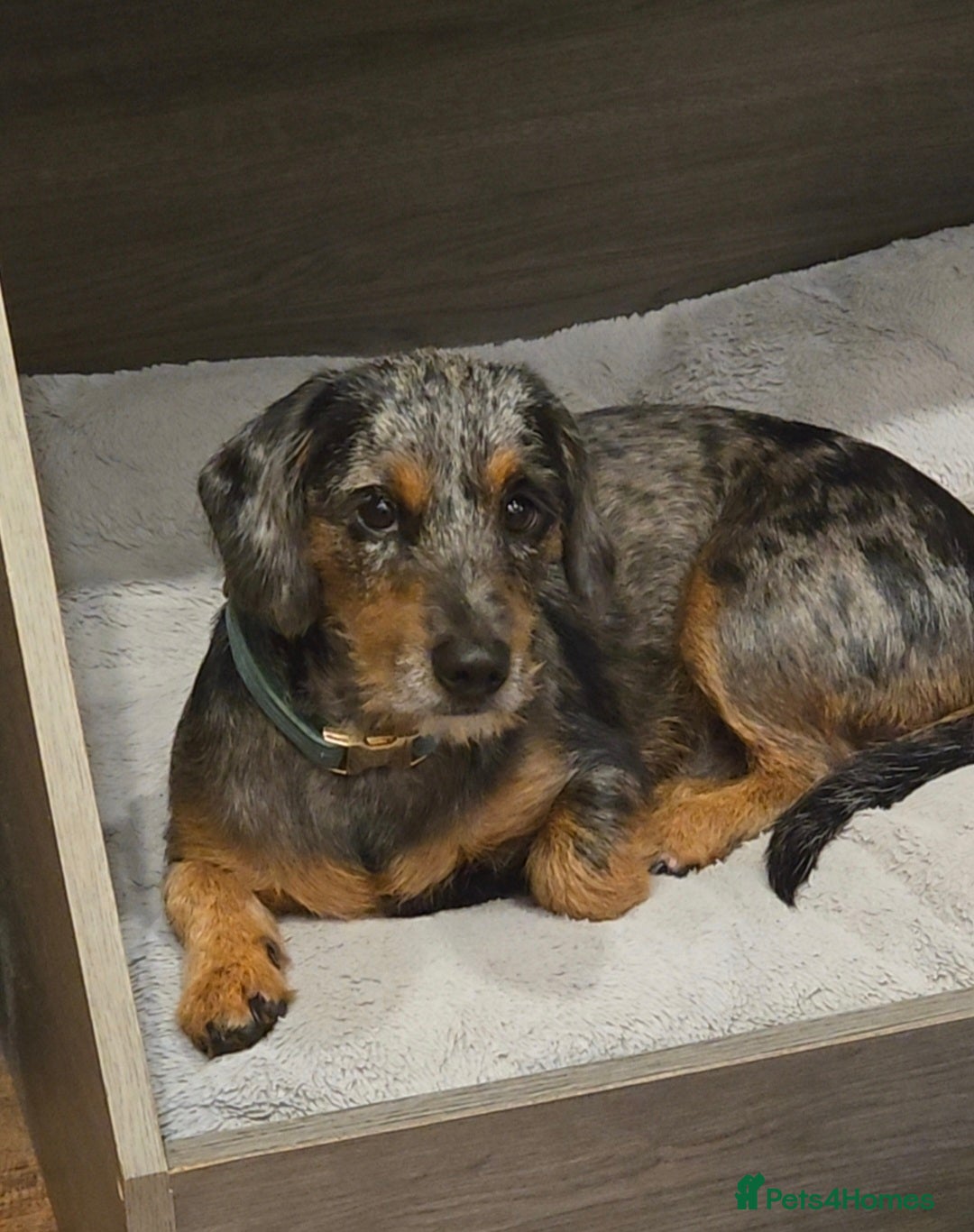 Mixed Breed dogs for sale: 20 month old Daschund cross for forever home - Image 5