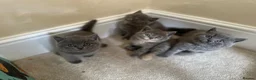 British Shorthair cats for sale: Kitten British shorthair  in London - Advert 5