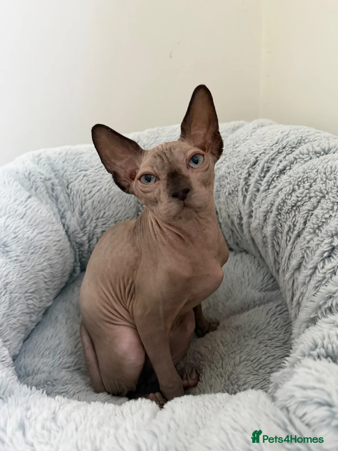 Sphynx cats for sale: All - sphynx boy - Advert 2