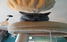 Mixed Breed cats for sale: Two indoor females seeking loving home together  - Image 18