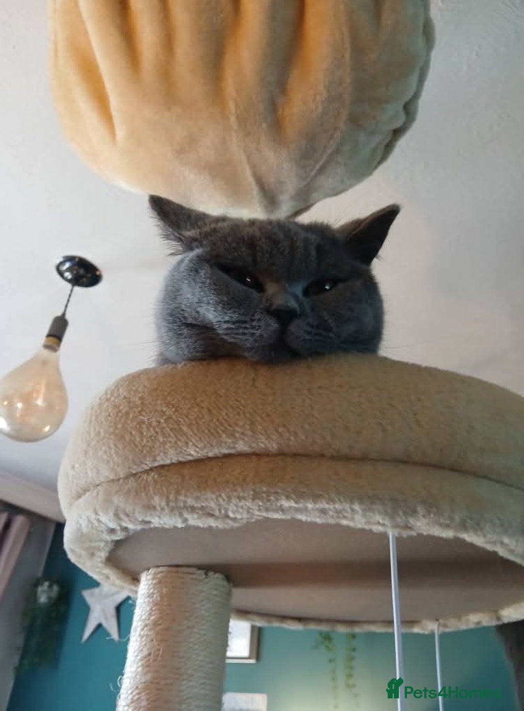 Mixed Breed cats for sale: Two indoor females seeking loving home together  - Image 18