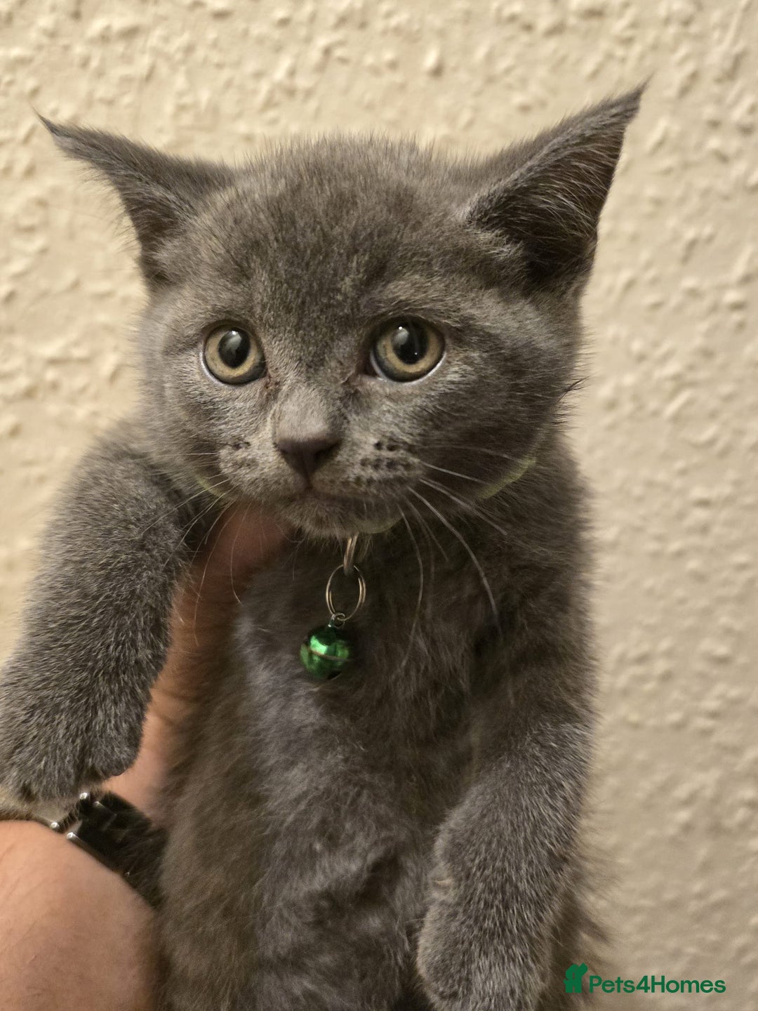 British Shorthair cats for sale: Adorable British kittens. Ready for new home. - Image 21