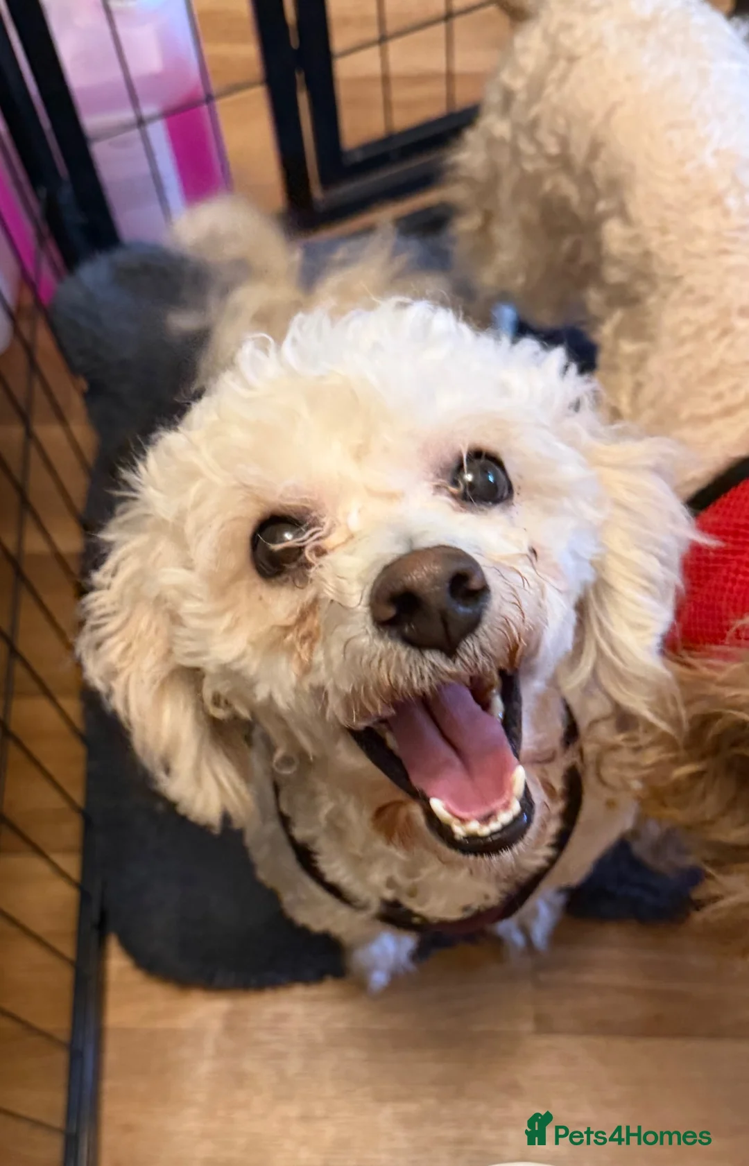 Cavapoo dogs for stud: Proven Stunning Cavapoo for stud  - Advert 4