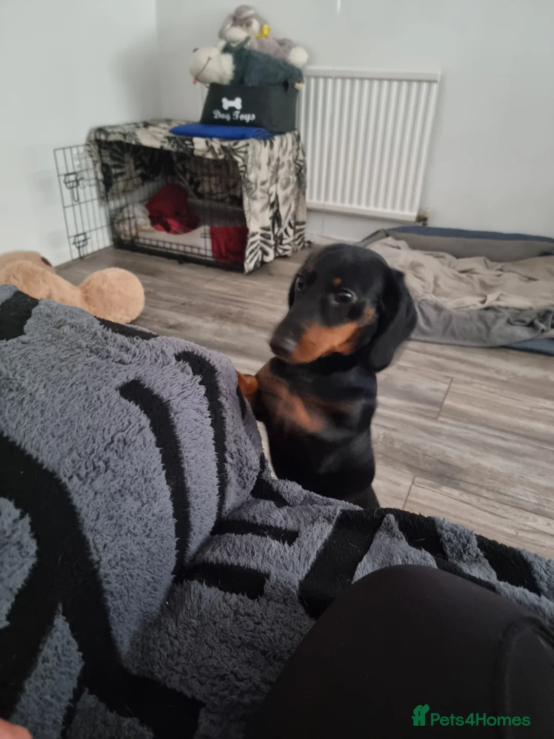 Miniature Dachshund dogs for sale: 9 months old miniature dachshund  - Advert 5