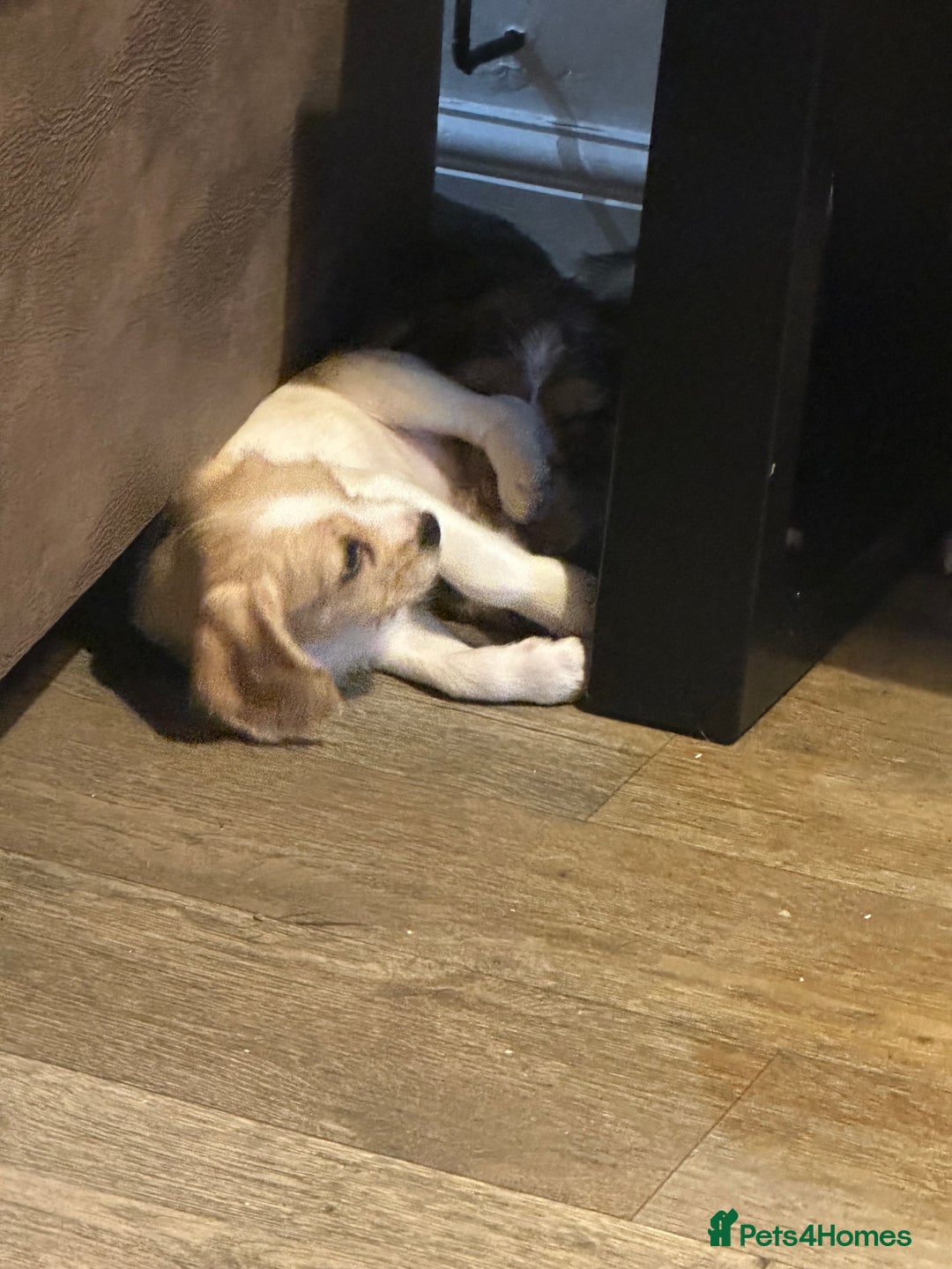 Mixed Breed dogs for sale: Beautiful Beagle X Cavapoo Puppies.  - Advert 12